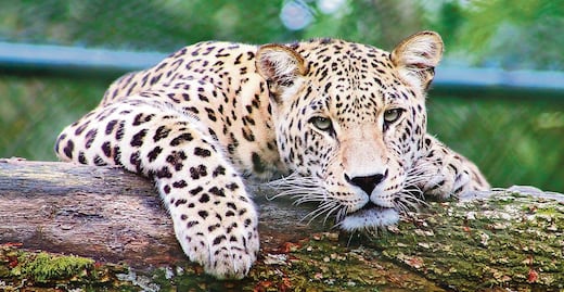 Más de 2 mil jaguares en peligro por el Tren Maya