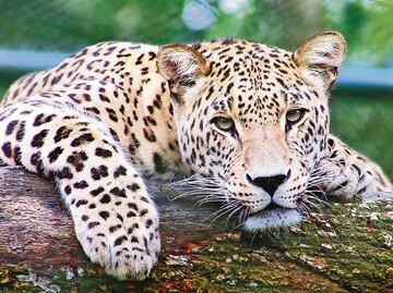 Más de 2 mil jaguares en peligro por el Tren Maya