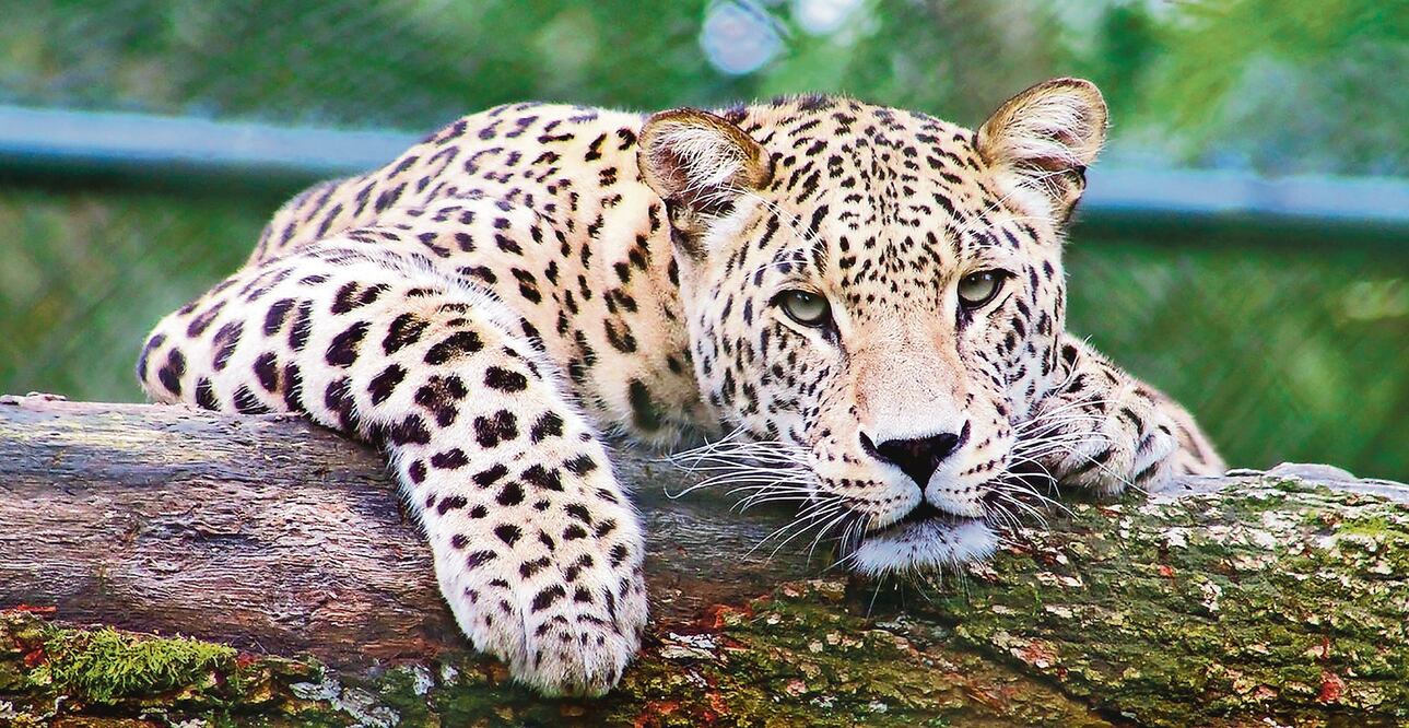 En México habitan 4 mil 800 jaguares; más de la mitad se encuentra en la península de Yucatán, principalmente en la Reserva de la Biosfera de Calakmul y la Reserva de Sian Ka’an. FOTO: ALIANZA NACIONAL PARA LA CONSERVACIÓN DEL JAGUAR Y WWF