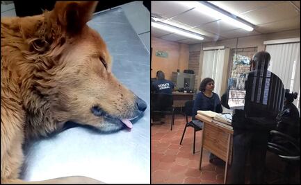 Denuncian ante Fiscalía de Sonora violación de Lyla, una perrita de 7 años