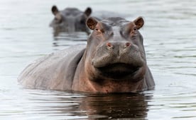 Delegación de zoológico indio viajará a Colombia para evaluar el traslado de hipopótamos; Vantara ofreció recibir 80 ejemplares