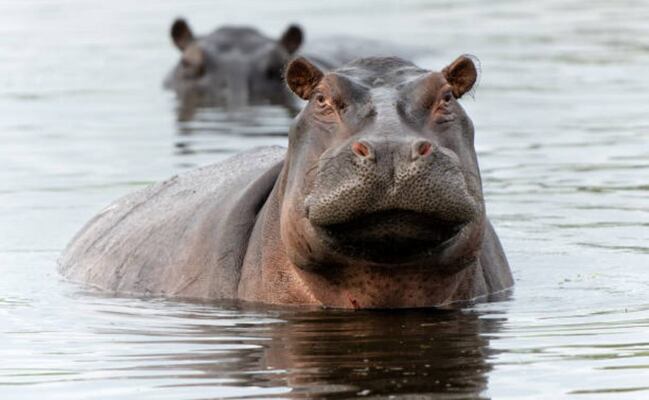 Delegación de zoológico indio viajará a Colombia para evaluar el traslado de hipopótamos; Vantara ofreció recibir 80 ejemplares