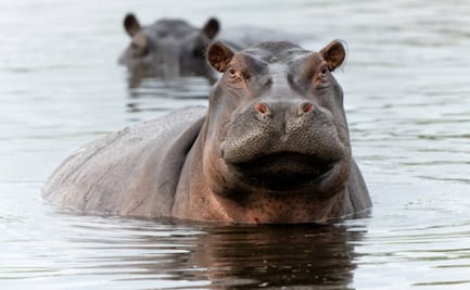 Colombia implementará eutanasia a hipopótamos para controlar población; invertirán millones para reducir especie invasora