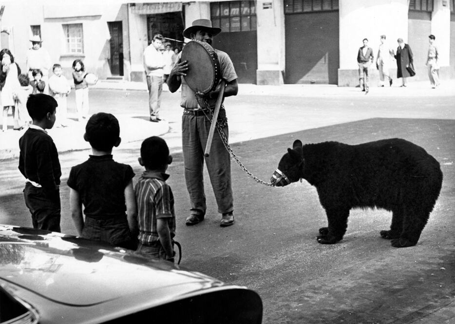 Cuando los osos “bailaban” por la ciudad