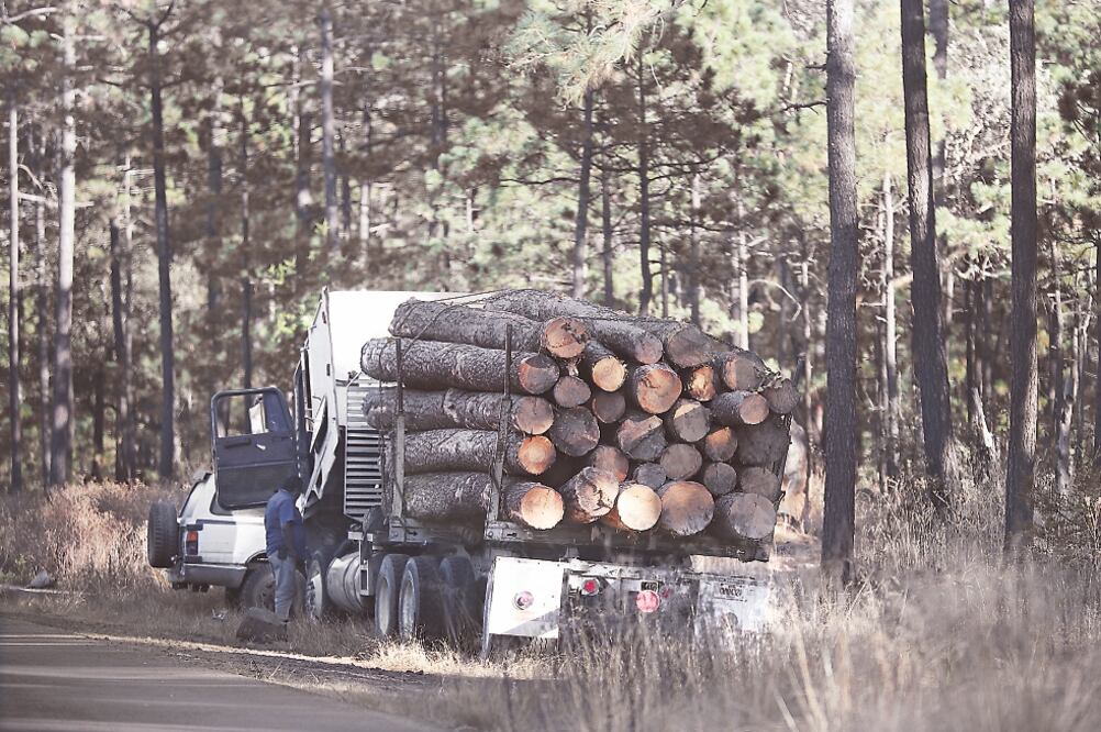 El reportaje galardonado, Narcotala, aborda el problema de la tala ilegal que varios grupos delictivos realizan en los bosques de Chihuahua. Foto: Ariel Ojeda/EL UNIVERSAL
