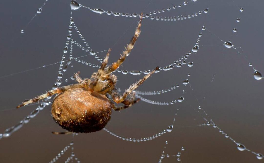 Es una fuente ideal de material genético no invasivo para las arañas. Foto: Archivo