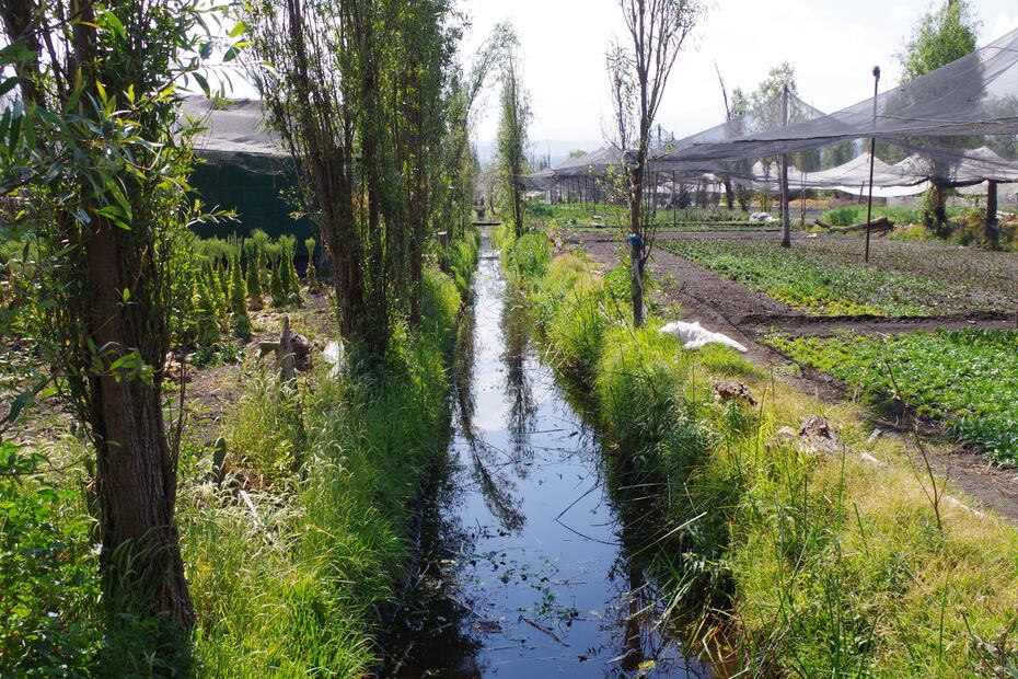 Cortesía de Restauración Ecológica. Instituto de Biología. UNAM