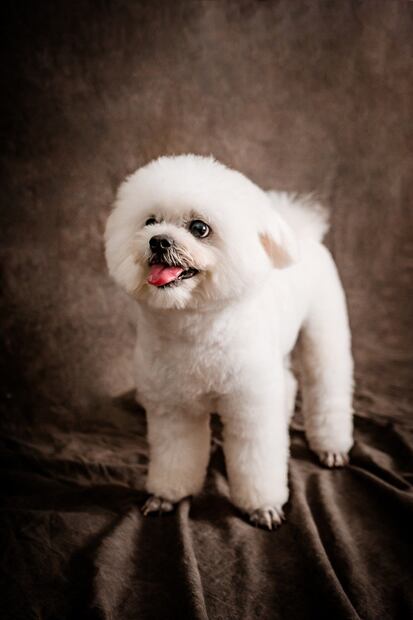 Caniche. Fuente: Pixabay