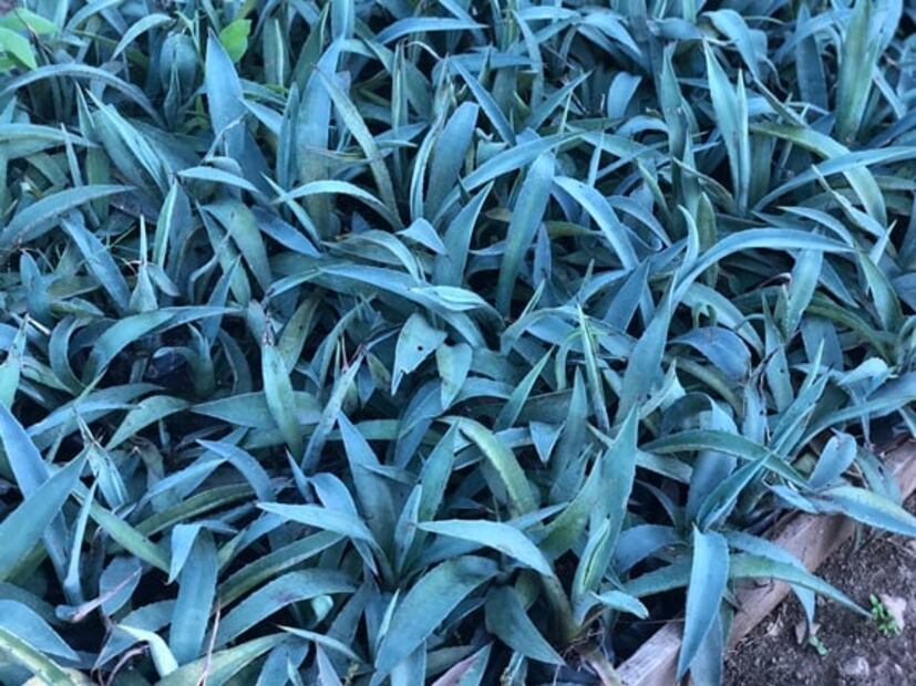 Proyecto LAM, el legado de Lorenzo Ángeles Mendoza