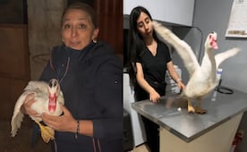 Tras polémica por presunto maltrato a un pato, alcaldesa de Quiroga asegura que el ave se encuentra bien; lo lleva al veterinario