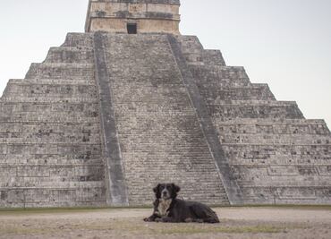 Inicia "Operación Rescate de Perros de Kukulkán" para esterilizar y vacunar a perritos callejeros que pasean en Chichén Itzá