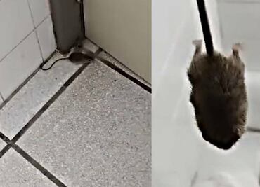 VIDEO: Enfermera capta ratón en hospital del ISSSTE de Baja California Sur y la despiden