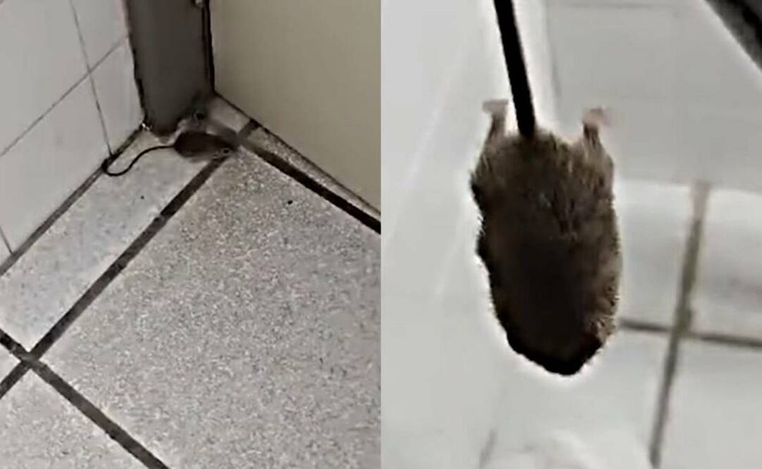 Enfermera capta a ratón en hospital del ISSSTE y fue despedida por "dañar imagen de compaera" / Foto: Especial