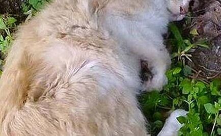 Atacante de gatos en Perú causa revuelo en redes