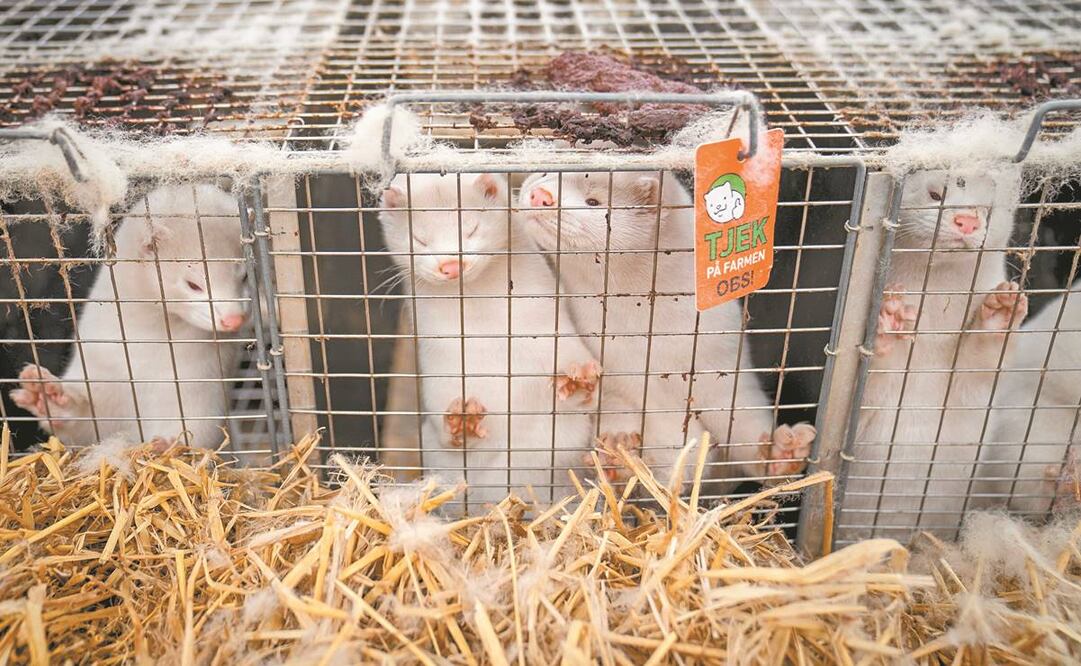 Visones en una granja en Naestved, Dinamarca. Autoridades descubrieron una mutación del virus proveniente de estos animales. Foto: Mads Claus Rasmussen. EFE