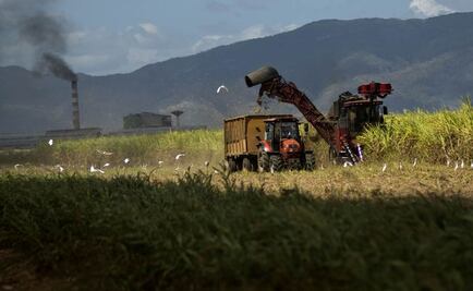 Depreciación pega a sector rural: Inegi