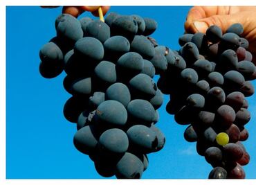 Súperalimentos que mejoran los nutrientes protegiendo nuestra salud