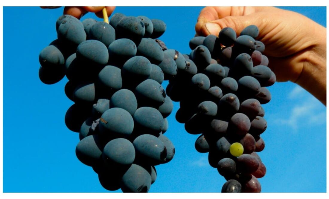 Foto: ID, DICYT e ICT