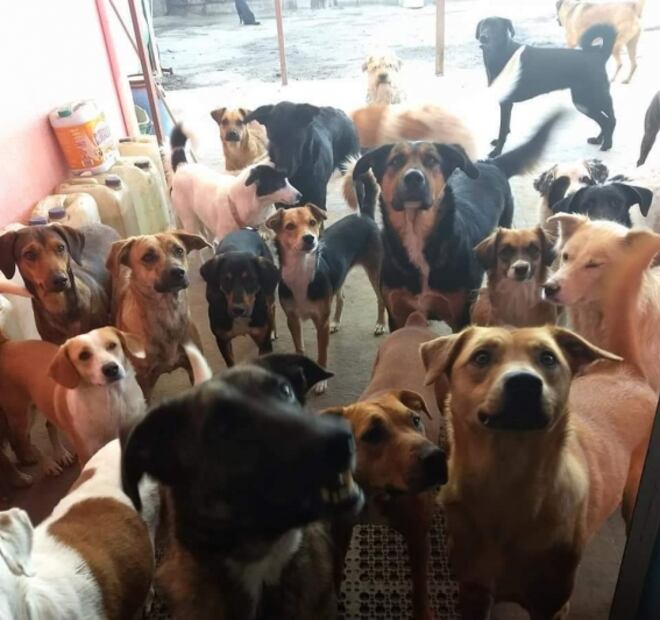 Apoyan refugio animal con calaveritas de dulce ¡de perritos y gatitos!