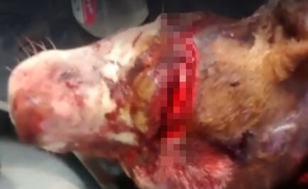 Denuncian a mujer que asesinó a perro a machetazos