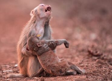 Circulan fotos apócrifas sobre el incendio en la Amazonia