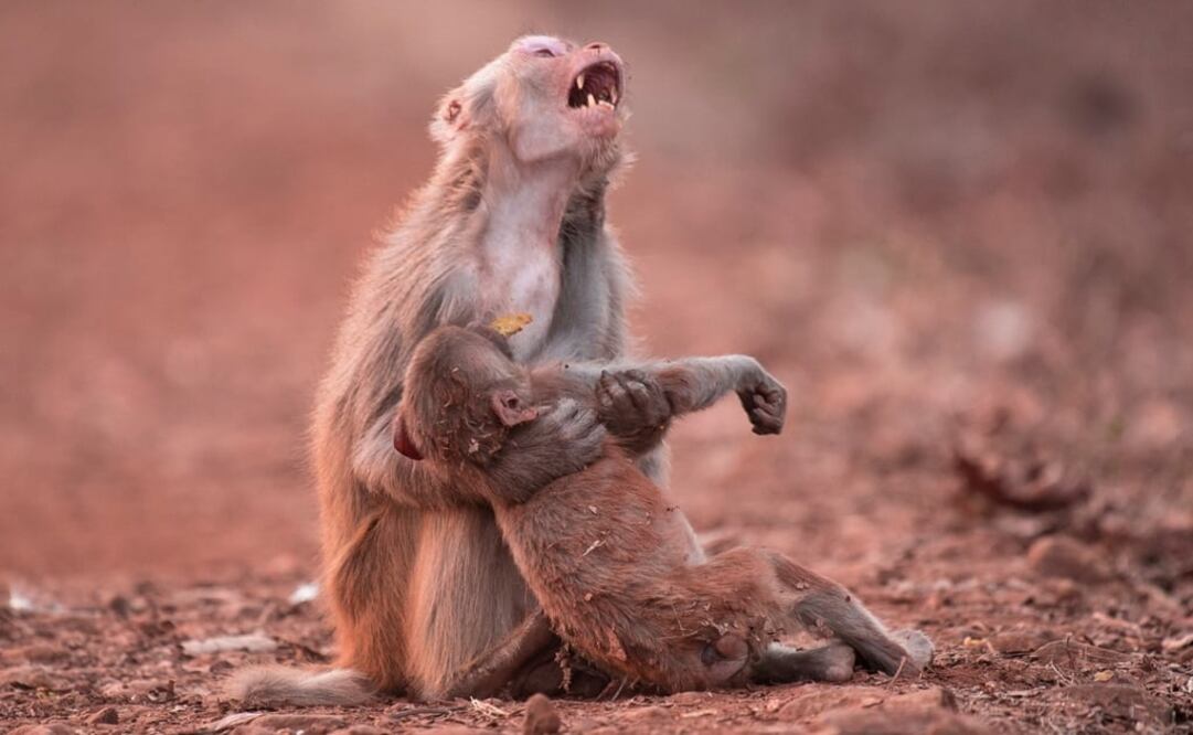 Fue tomada en 2017 por el fotógrafo indio Avinash Lodhi  en Jabalpur 
