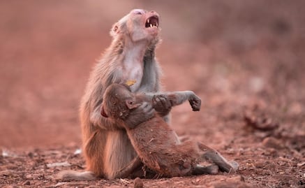 Circulan fotos apócrifas sobre el incendio en la Amazonia