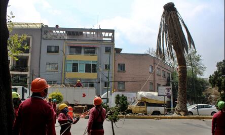 ¿En qué consiste el plan de atención a las Palmeras en CDMX?