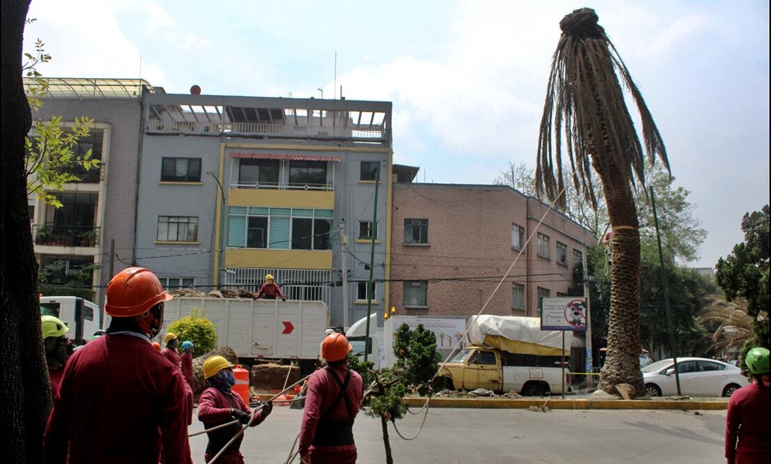 Trabajadores laboran en el retiro de mil 500 palmeras enfermas por ser un peligro para los peatones en la Ciudad de México, el 8 de septiembre de 2025. Foto: Darío Luna/EL UNIVERSAL