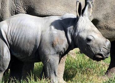 Fecundación "in vitro" para salvar al rinoceronte blanco