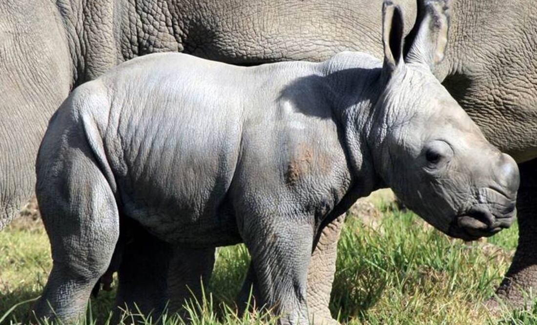 Se encuentra al borde de la extinción con tan solo tres ejemplares en el planeta. Foto: Archivo