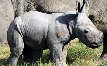 Fecundación "in vitro" para salvar al rinoceronte blanco