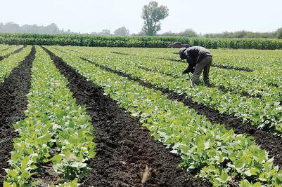 Apuestan bancos por financiar sector agropecuario; emiten bono por 5 mil mdp