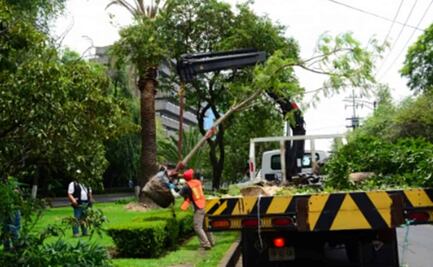 Piden salvar palmeras de la CDMX para evitar que caigan y provoquen accidentes 