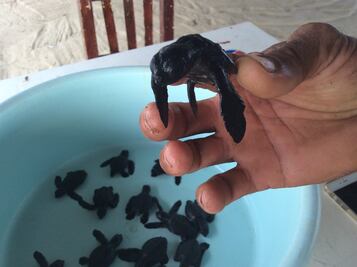 Buscan fortalecer el Centro Mexicano de la Tortuga