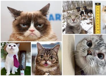 Los gatos más famosos de Instagram