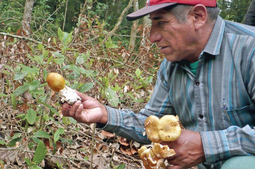 Don Manuel Portillo recolectando yoyo (Amanita hayalyuy) en el municipio de Chamula, Chiapas. Foto: FELIPE RUAN-SOTO