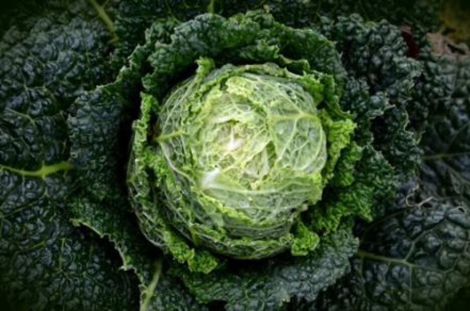 Los 15 alimentos más saludables