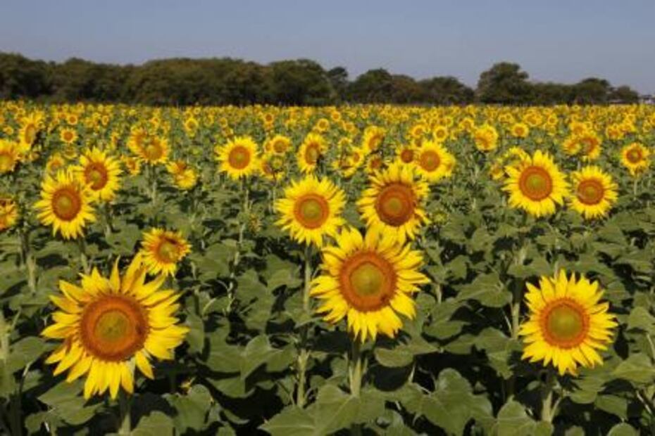 Santuario de los girasoles, industria atractiva