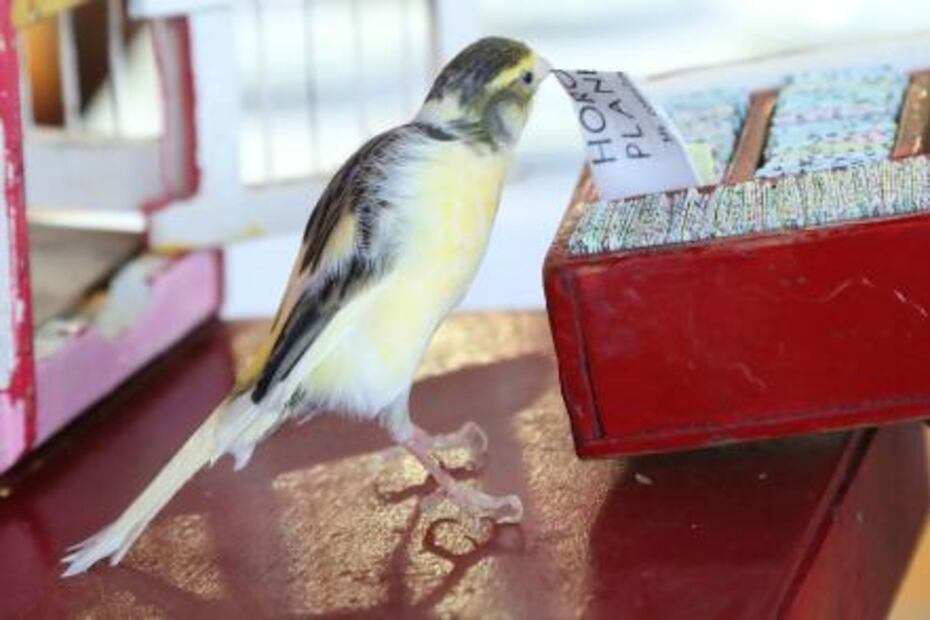 Pajaritos, ahora te leen la suerte… en las cantinas 