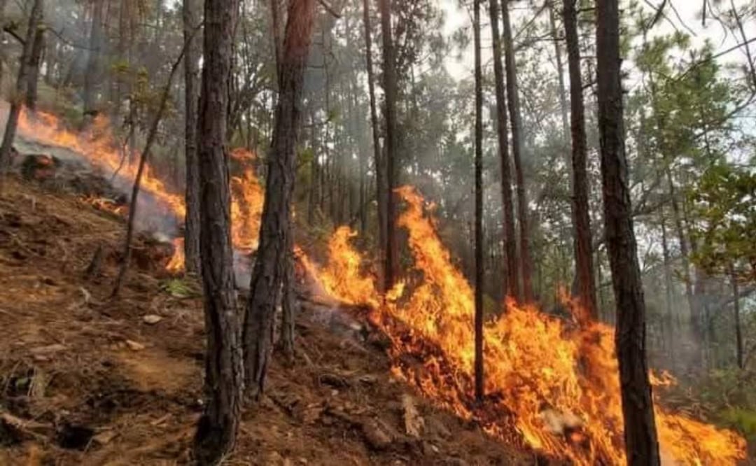 Luego de que se reportara un incendio forestal en la zona de Oaxaca que está en alerta ante un posible ataque armado, no se ha informado el origen del siniestro (01/03/2025). Foto: Especial