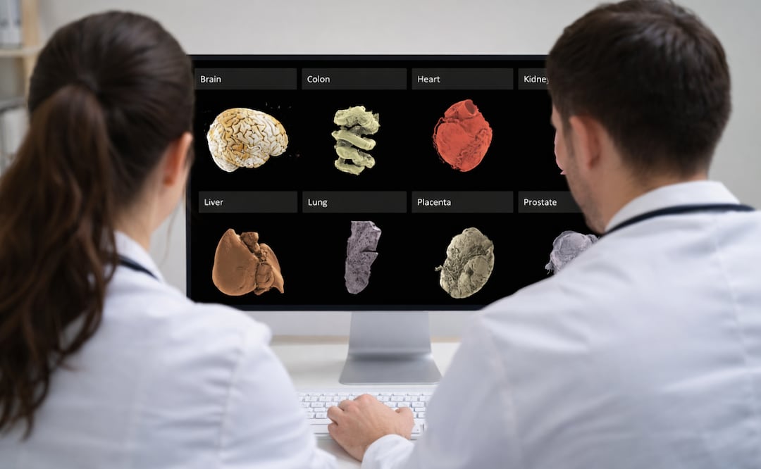 Crean mapa interactivo del cuerpo humano; ¿cómo utilizar el portal gratuito? Foto: Captura de pantalla HOA (Imagen generada con IA)