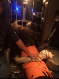 Rescatan a avestruz que corría por la carretera México-Toluca