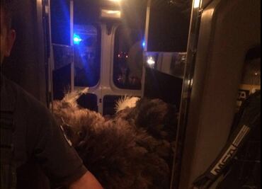 Rescatan a avestruz que corría por la carretera México-Toluca