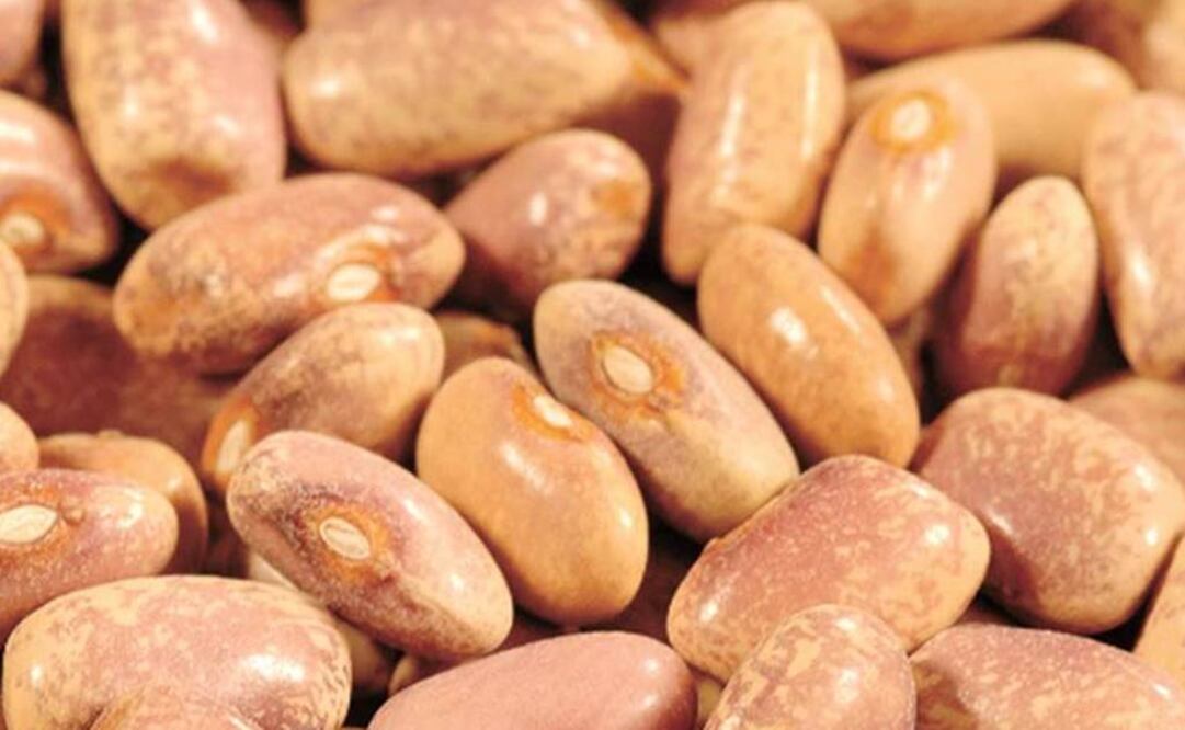 Esta colección, que forma parte del Herbario Nacional, se encuentra en el Instituto de Biología. Foto: Archivo