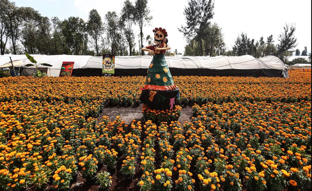 La producción de flor de cempasúchil alcanzó un récord de 6.3 millones de flores en la Ciudad de México, el viernes 17 de octubre de 2025. Foto: Gabriel Pano/EL UNIVERSAL