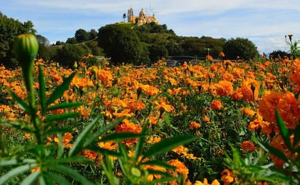 Visita los campos de cempasúchil en el estado de Puebla 