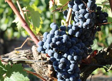 Ribera del Duero celebra su llegada al cuarto piso con vinos excepcionales