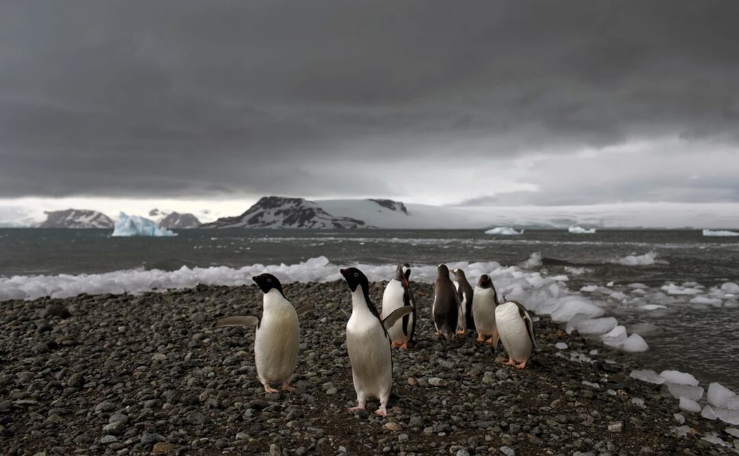 Pingüinos caminan por la orilla de la Bahía Almirantazgo en la Antártida ya está siendo afectado y seguirá registrando fenómenos meteorológicos extremos. Foto: AP