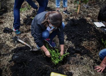 Cinvestav apuesta por el uso de hongos para beneficiar a la reforestación